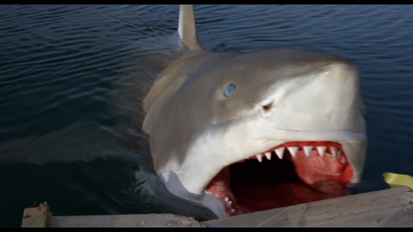 Jättehajen – vindsurfarnas skräck (Nyrestaurerad Limited special edition)